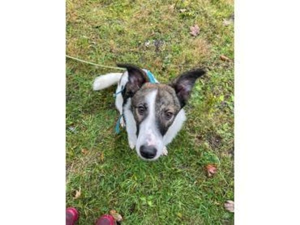 Valentin - wartet in 63679 Schotten