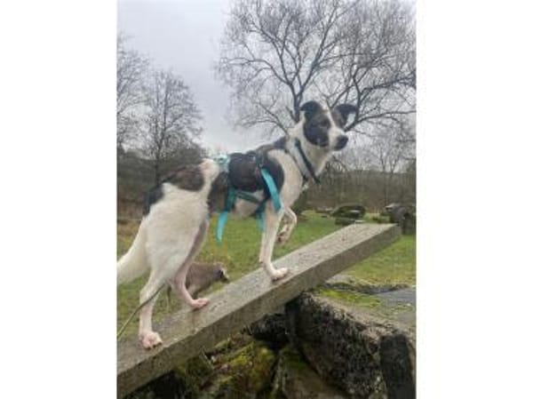 Valentin - wartet in 63679 Schotten