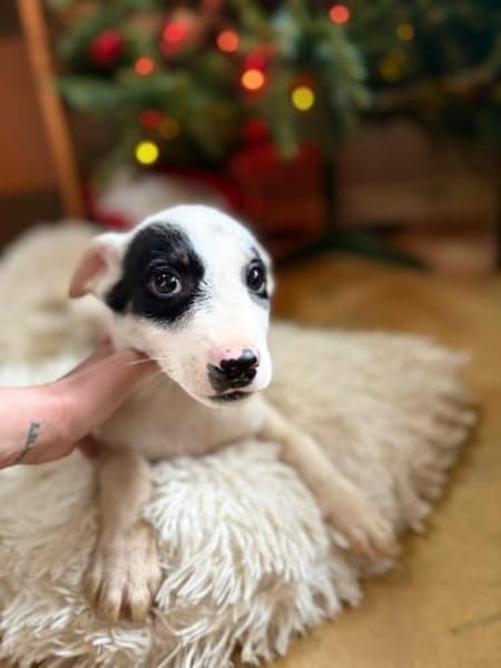 Snow - Herdi mit Herz