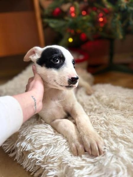 Snow - Herdi mit Herz