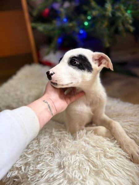 Snow - Herdi mit Herz