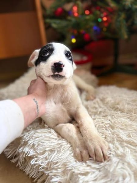 Snow - Herdi mit Herz