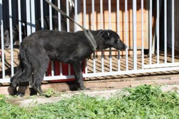 Ahyoka - verspielte Junghündin