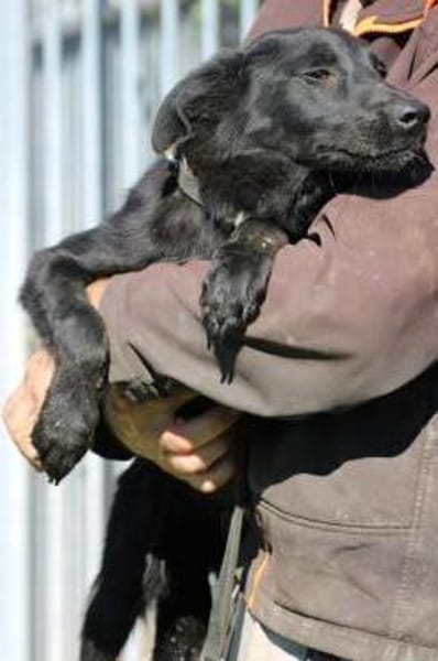 Ahyoka - verspielte Junghündin