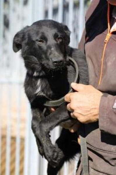 Ahyoka - verspielte Junghündin