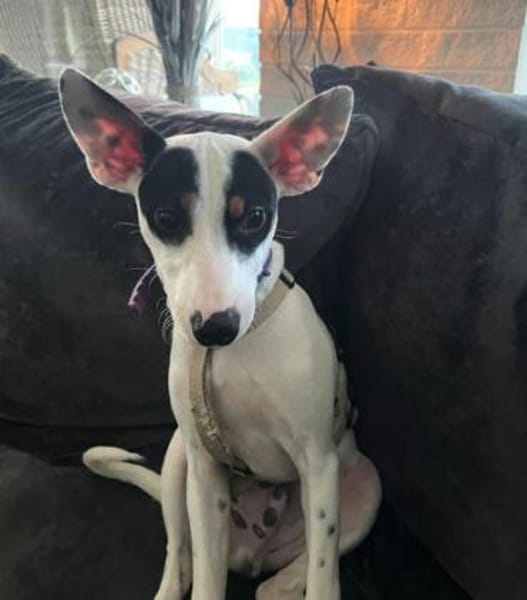 Smiley2 sucht ein Zuhause