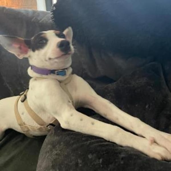 Smiley2 sucht ein Zuhause