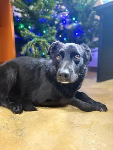 Oliver - stiller Schatten sucht Dich