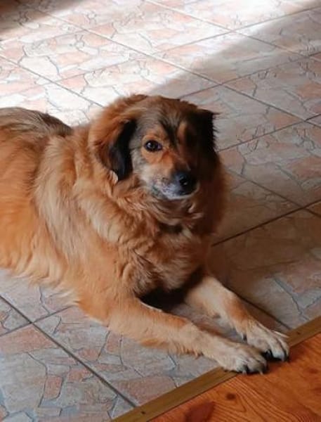 Ben - liebt konsequente Menschen