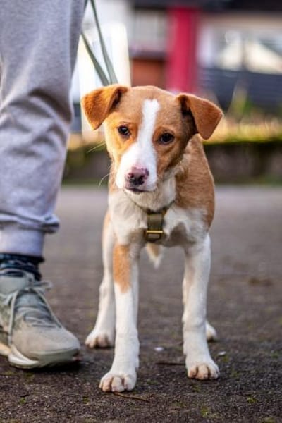 Joey, verspielter Süßling, ca. 7 Monate