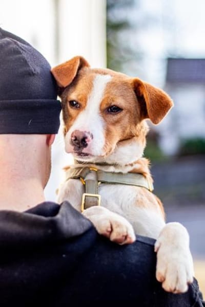 Joey, verspielter Süßling, ca. 7 Monate