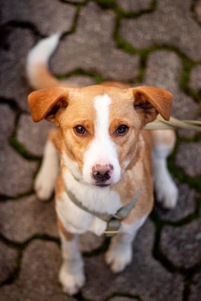 Joey, verspielter Süßling, ca. 7 Monate