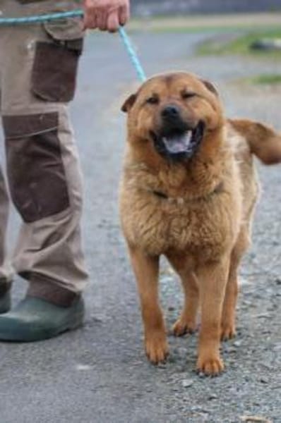 Chevy - sehr lieb u. verträglich