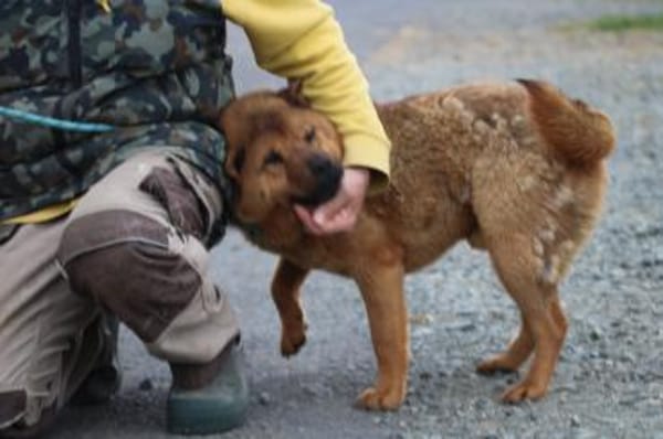 Chevy - sehr lieb u. verträglich