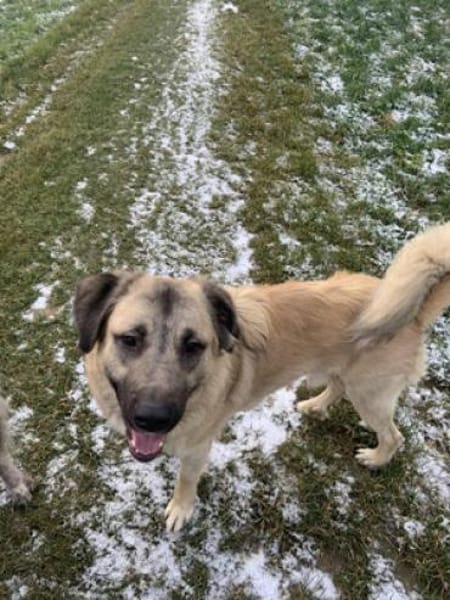 Sylvester - fröhlich, aufgeweckt, mutig