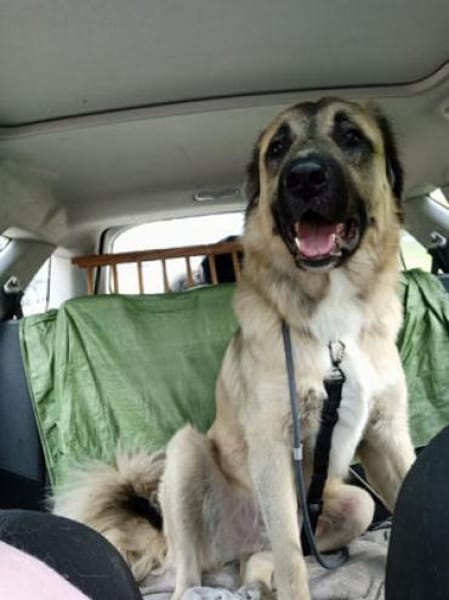 Sylvester - fröhlich, aufgeweckt, mutig