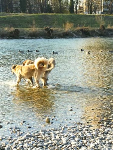 Sylvester - fröhlich, aufgeweckt, mutig