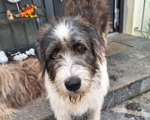 LESLIE - liebe, ruhige Hündin