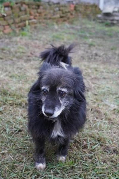 Linda - alte Dame mit viel Herz