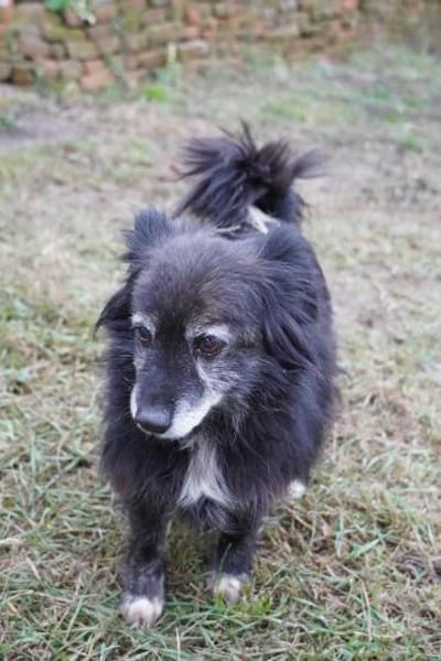 Linda - alte Dame mit viel Herz