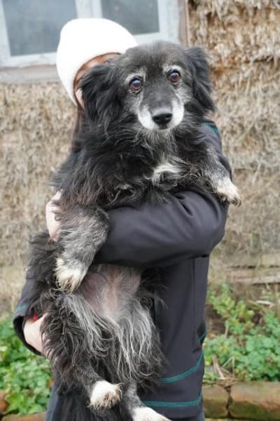 Linda - alte Dame mit viel Herz