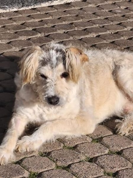 Meilo - freundliches Zottelchen sucht...