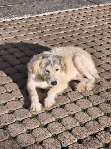 Meilo - freundliches Zottelchen sucht...