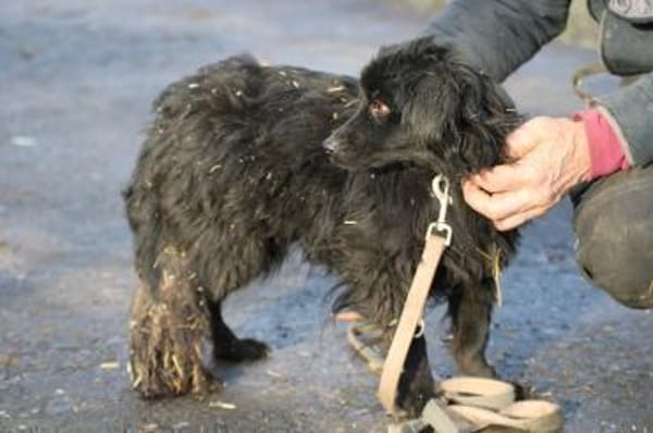 Juna - goldiger, verspielter Jungrüde