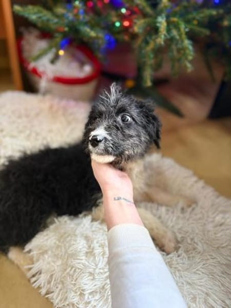 Lizzy - Welpin mit großem Entdeckerherz