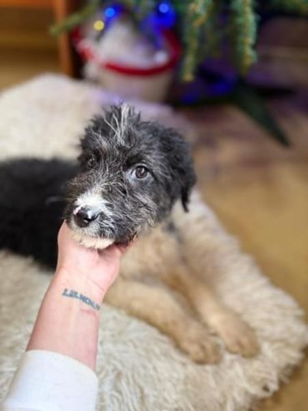 Lizzy - Welpin mit großem Entdeckerherz