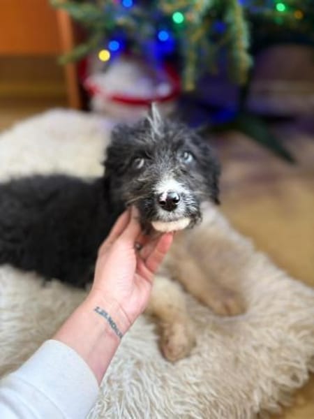 Lizzy - Welpin mit großem Entdeckerherz