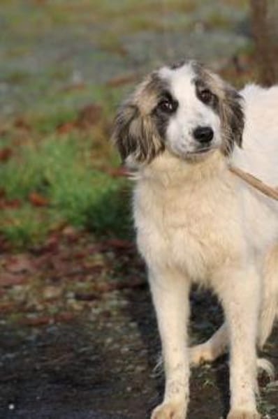 Arania - verschmust u. kinderlieb