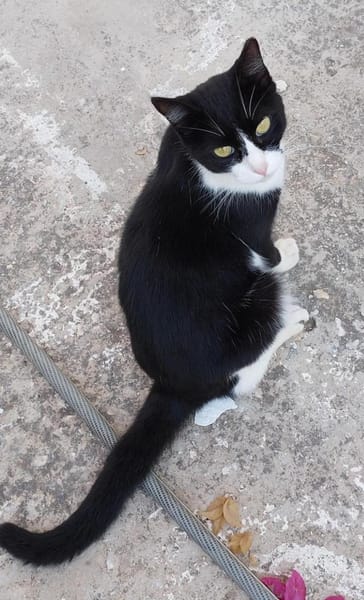 Schmuserin Eleni sucht ihr Glück