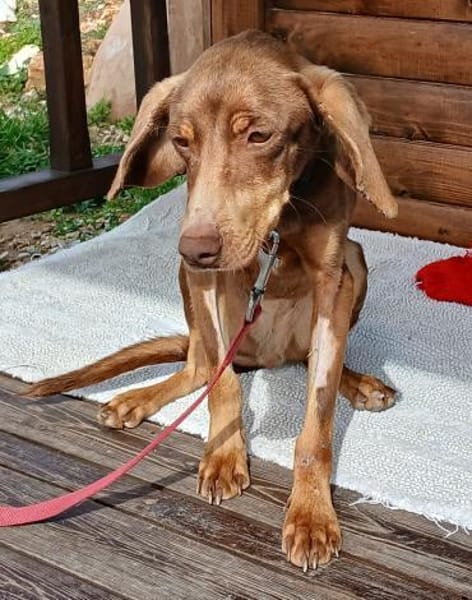 Zoe ist einfach nur lieb