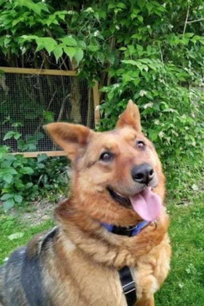 Motek - Mister (fast) perfekt