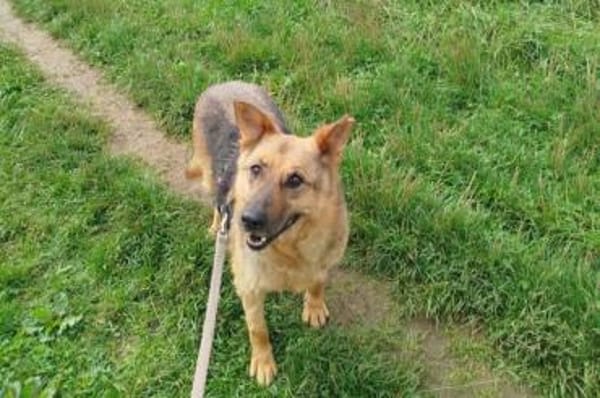 Motek - Mister (fast) perfekt