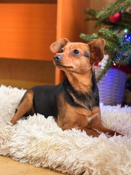 Yoko - unsere Maus mit den süßen Ohren