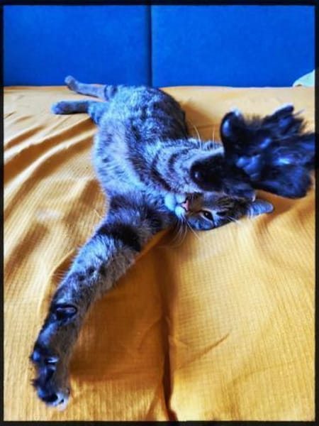 Kleiner Hase ohne Schwanz