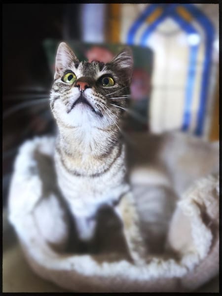 Kleiner Hase ohne Schwanz