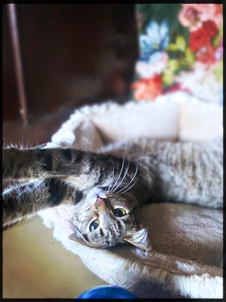 Kleiner Hase ohne Schwanz