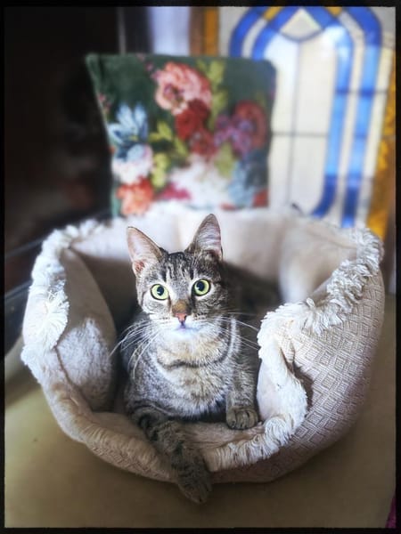 Kleiner Hase ohne Schwanz