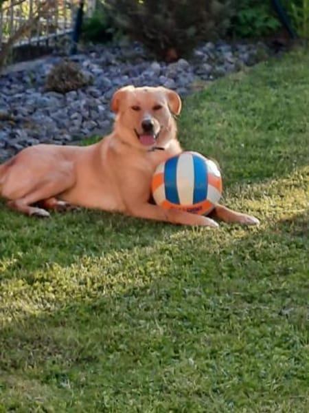 Arya - ist verschmust