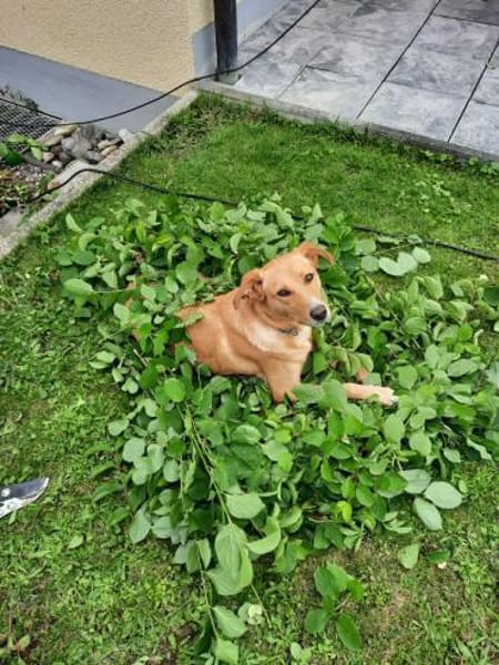 Arya - ist verschmust