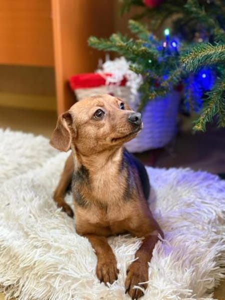 Iza - sanfte Fellmaus sucht Vertrauen