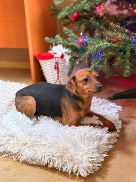 Iza - sanfte Fellmaus sucht Vertrauen