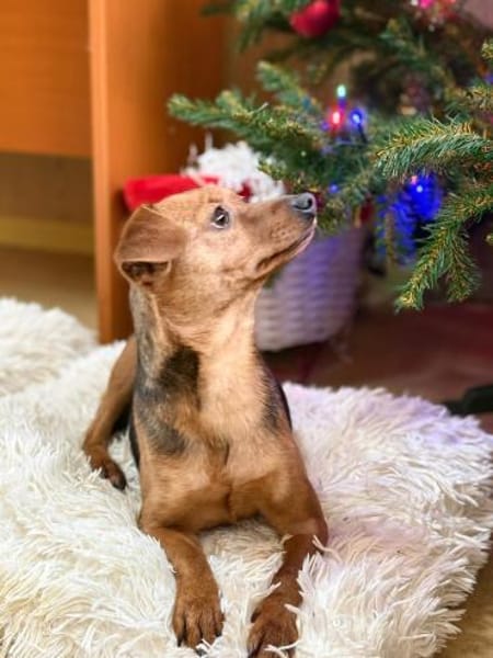 Iza - sanfte Fellmaus sucht Vertrauen