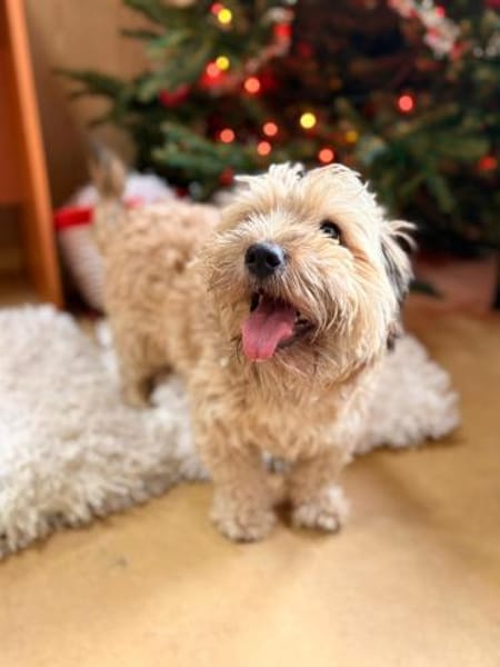 Suzy - kleine Fellnase zum Verlieben