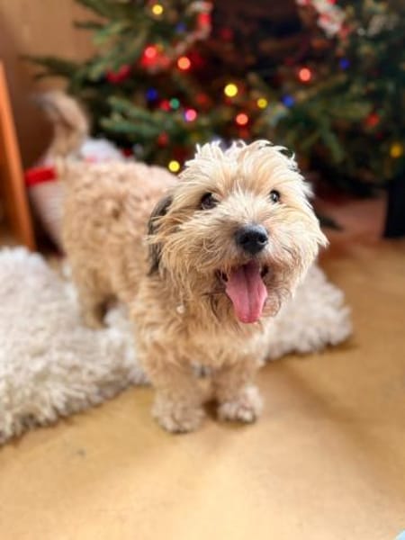 Suzy - kleine Fellnase zum Verlieben