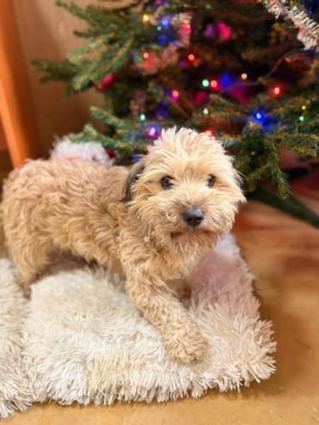 Suzy - kleine Fellnase zum Verlieben