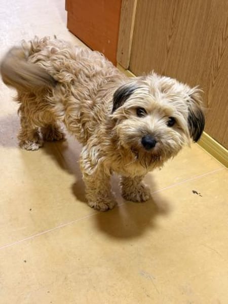 Suzy - kleine Fellnase zum Verlieben